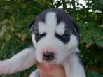 Husky pups Blauwe ogen nog 2, Dieren en Toebehoren, 8 tot 15 weken, Poolhond, Meerdere, Meerdere dieren