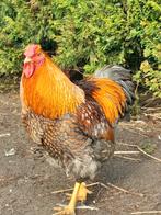 Broedeieren Grote wyandotte, Geslacht onbekend, Kip