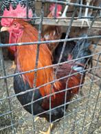 Welsumer haan, Dieren en Toebehoren, Pluimvee, Mannelijk, Kip