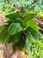 Epipremnum Marble Planet - Hangplant, Huis en Inrichting, Ophalen of Verzenden