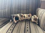 te koop lieve kittens, Dieren en Toebehoren, Meerdere dieren, Ontwormd, 0 tot 2 jaar