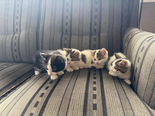 te koop lieve kittens, Dieren en Toebehoren, Katten en Kittens | Raskatten | Langhaar, Meerdere dieren, 0 tot 2 jaar, Ontwormd