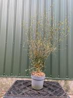 Honingboom, Volle zon, Vaste plant, Zomer, Ophalen