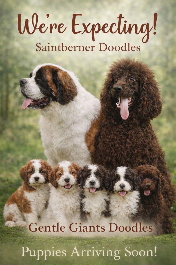Doodle pups, Boeken, Dieren en Huisdieren, Zo goed als nieuw, Honden, Ophalen of Verzenden