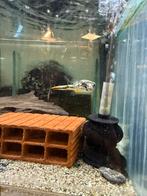 Tetraodon mbu kogelvis 8-10cm en 10-12 cm, Meerdere dieren