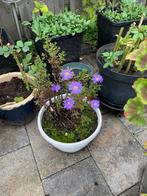 Vaste tuin plant Herfstaster per pot €5, Tuin en Terras, Ophalen, Zo goed als nieuw, Beton