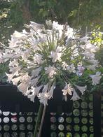 Prachtige witte Agapanthus Enigma, Volle zon, Vaste plant, Zomer, Ophalen