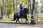 Droompaard te koop, Dieren en Toebehoren, Paarden, Ruin, Dressuurpaard