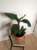Bananenplant, Ophalen, Overige soorten, Halfschaduw, In pot