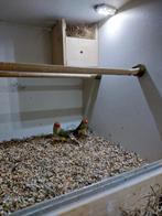 Binsenastrilde bewezen koppel  geringd, Meerdere dieren, Tropenvogel, Geringd