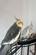 Te koop koppel valkparkieten, Dieren en Toebehoren, Meerdere dieren, Parkiet