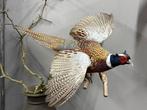 Opgezette fazant hanen en hennen opgezet veluwe taxidermie, Ophalen, Nieuw, Vogel, Opgezet dier