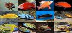 Malawi cichlide opvang, Dieren en Toebehoren, Vis, Zoetwatervis