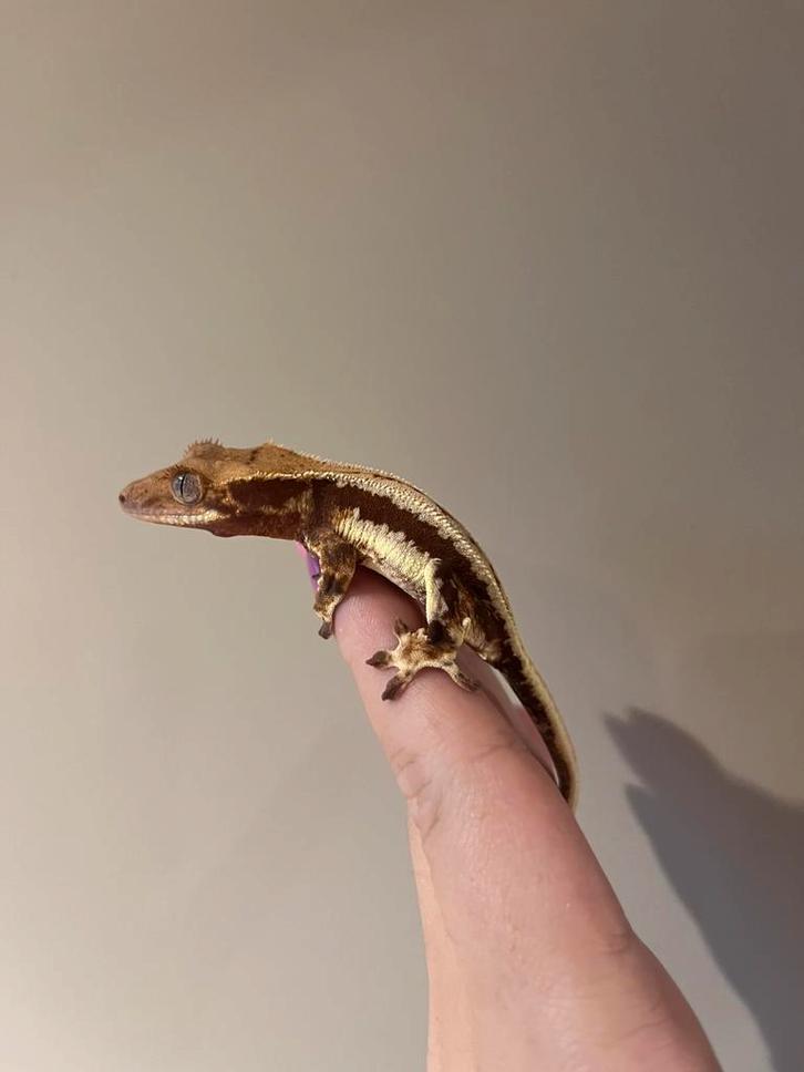 Wimpergekko lilly white pv