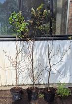 Groene beukenhaag – Fagus sylvatica, Tuin en Terras, Planten | Tuinplanten, Vaste plant, Bloeit niet, Halfschaduw, Ophalen