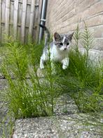 Kitten van 4 maanden