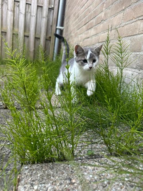 Kitten van 4 maanden, Dieren en Toebehoren, Katten en Kittens | Dekkaters