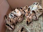 Fries hoen, Dieren en Toebehoren, Meerdere dieren, Kip