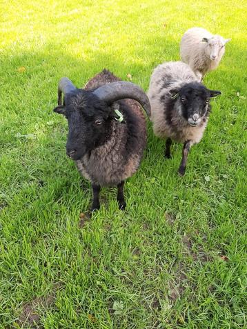 Stamboek ouessant schaap beschikbaar voor biedingen