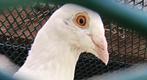 Te koop witte postduiven, Dieren en Toebehoren, Meerdere dieren, Tropenvogel