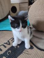 Lieve kittens zoeken een papa/mama, Dieren en Toebehoren, Katten en Kittens | Overige Katten, Meerdere dieren, Kortharig, 0 tot 2 jaar