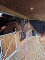 Te koop 3 jaar kwpn, Ruin, Dressuurpaard, 3 tot 6 jaar