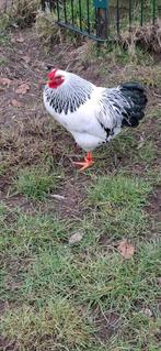Mooie Wyandotte haan, Dieren en Toebehoren, Pluimvee