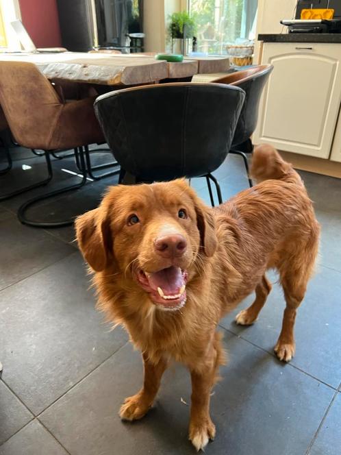 Nova scotia duck tolling retriever dekreu Toller, Dieren en Toebehoren, Honden | Dekreuen, Reu, Particulier, Eén hond, Buitenland