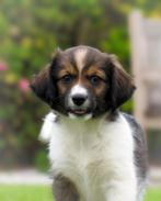 Vrolijke Friese Stabij x Kooiker pups mogen verhuizen, Dieren en Toebehoren, Overige rassen, 8 tot 15 weken, CDV (hondenziekte)