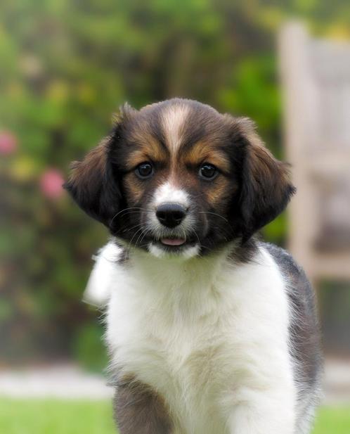 Vrolijke Friese Stabij x Kooiker pups mogen verhuizen, Dieren en Toebehoren, Honden | Retrievers, Spaniëls en Waterhonden, Meerdere dieren