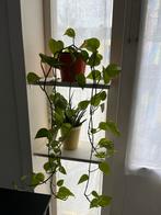 Mooie kamerplant, Overige soorten, In pot, Minder dan 100 cm, Groene kamerplant