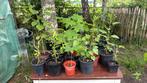 Inheemse boompjes zoeken nieuw thuis., Tuin en Terras, Planten | Tuinplanten, Ophalen, Zomer, Overige soorten, Halfschaduw