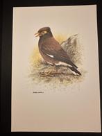 Herdermaina, Verzenden, 1980 tot heden, Zo goed als nieuw, Dier