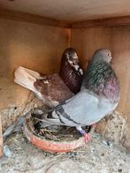 Koppel kroppers, Meerdere dieren, Kropper