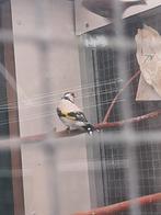 Te koop major putter man eumo, Dieren en Toebehoren, Mannelijk, Wildzangvogel