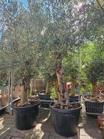 Olijfbomen diverse maten vanaf 90 euro, Ophalen of Verzenden, 100 tot 250 cm, Olijfboom, Zomer