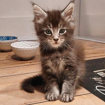 5 Maine Coon kittens, 23 juni geboren beschikbaar voor biedingen