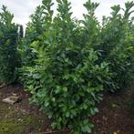 Prunus rhotundifolia, Ophalen of Verzenden, Laurier, 100 tot 250 cm