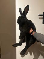 Vlaamse reus mannetje zwart, Dieren en Toebehoren, Konijnen, Mannelijk, Groot
