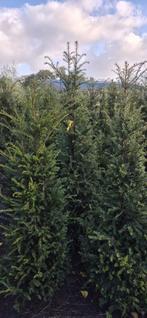 Grote taxus 180/200 kunnen gerooid  leveren kan snel, Ophalen, Bloeit niet, Vaste plant, Volle zon