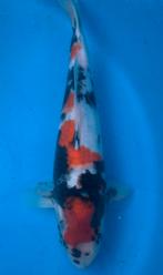 Prachtige showa, kweker Sekiguchi, nisai, 35-40 cm, Karper of Koi