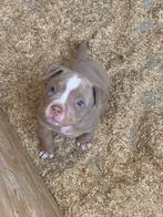 American bully pocket pups, Dieren en Toebehoren, België, Fokker | Hobbymatig, 8 tot 15 weken, Bulldog