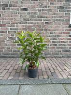 Wintergroene sneeuwbal, Ophalen