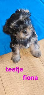 Te koop puppies, ,shitzu/yorkie mix, Dieren en Toebehoren, Honden | Niet-rashonden, 8 tot 15 weken, Meerdere, Meerdere dieren