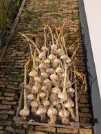 Olifanten knoflook, Tuin en Terras, Bloembollen en Zaden, Ophalen of Verzenden, Voorjaar, Volle zon, Zaad