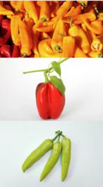Paprika zaden diverse soorten, Verzenden, Zaad
