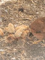 Kip met 11 kuikens, Dieren en Toebehoren, Pluimvee, Meerdere dieren, Kip