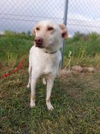 CHESTER MENSGERICHTE REU, MIDDELMAAT, ZOEKT WANDELVRIEND(IN), Particulier, Rabiës (hondsdolheid), Reu, Buitenland