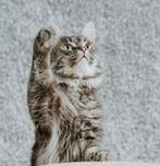 Maine Coon Dekkater (niet te koop), Poes