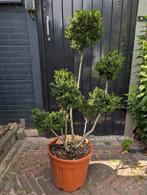 Japanse hulst Ilex Crenata 90cm, Tuin en Terras, Planten | Bomen, Ophalen, Bloeit niet, Halfschaduw, Overige soorten